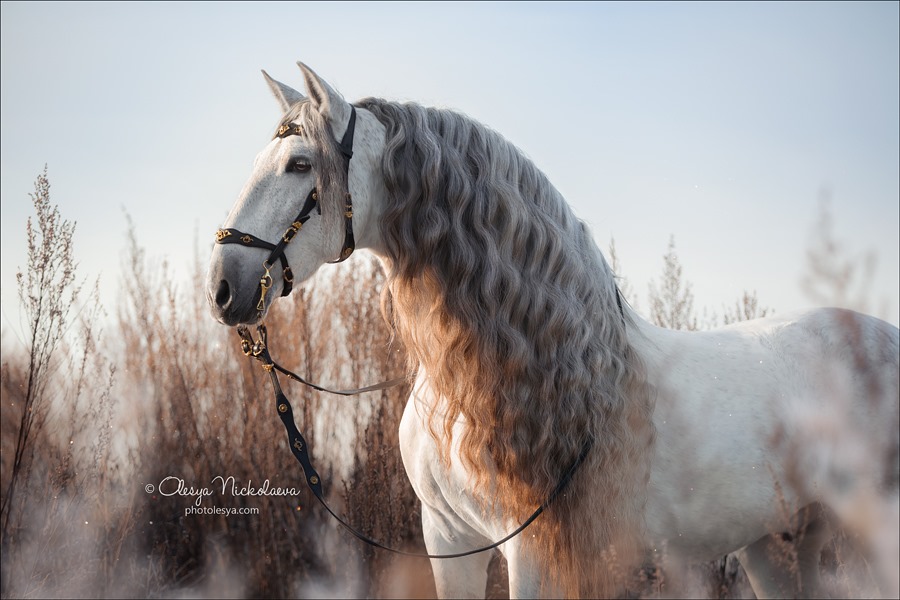 Andalusian stallion Romano Var